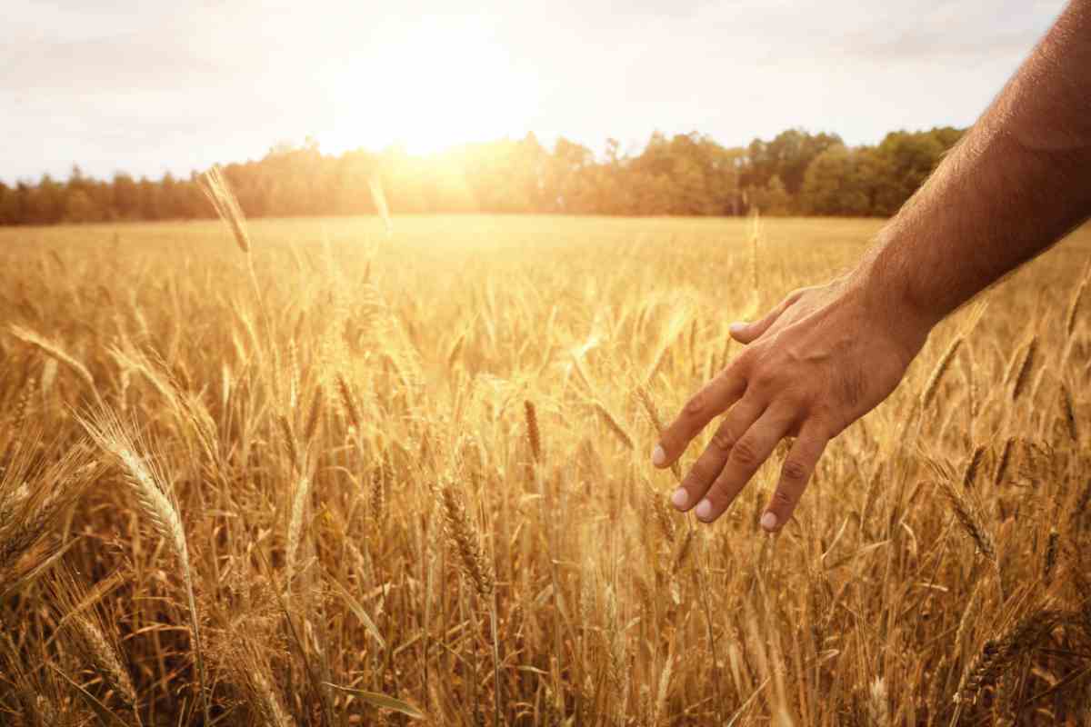 Campo di grano
