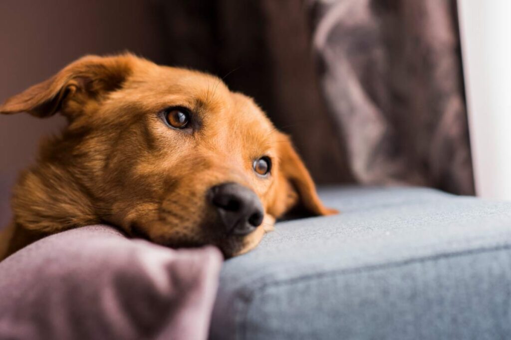 Cane in casa