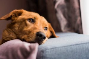 Cane in casa