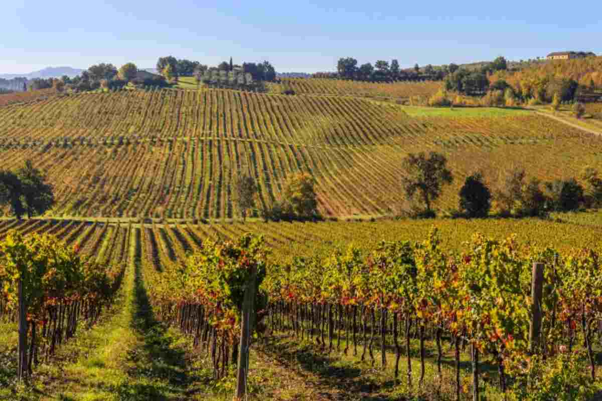 Vigneti umbri