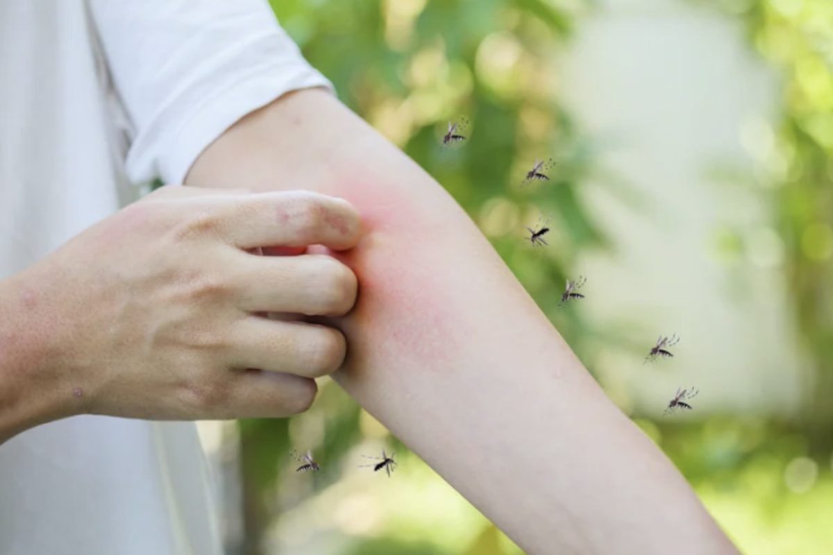 Il metodo più efficace per limitare la proliferazione delle zanzare è agire “alla fonte”, eliminando tutti i ristagni d’acqua.