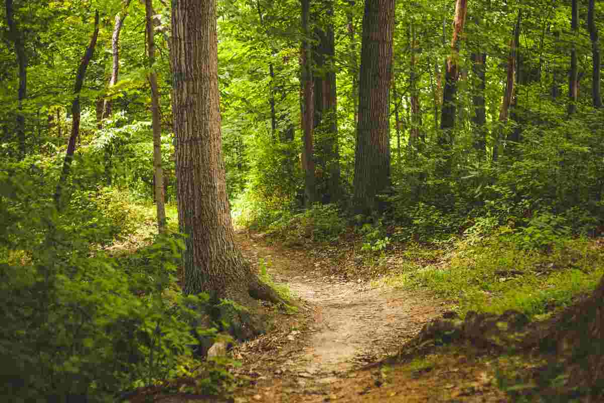 bosco di san francesco dov'è