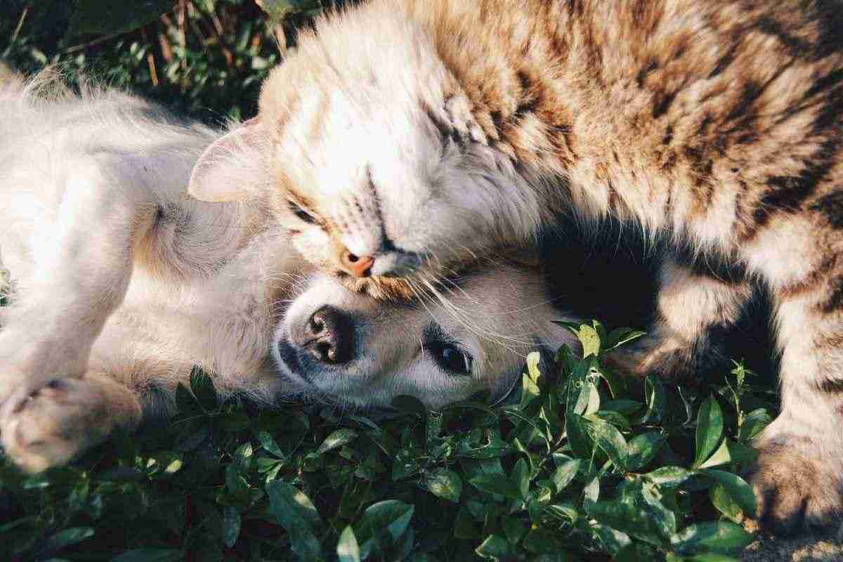 Questo cane ha salvato il suo amico gatto da un destino crudele, tutti i dettagli