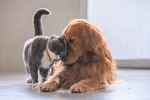 Questo cane ha salvato il suo amico gatto da un destino crudele,