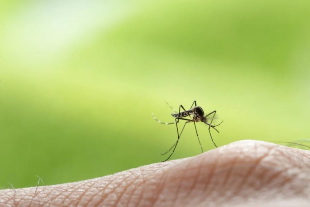 Allarme West Nile