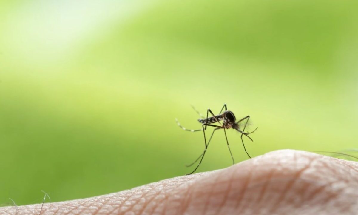 Allarme West Nile