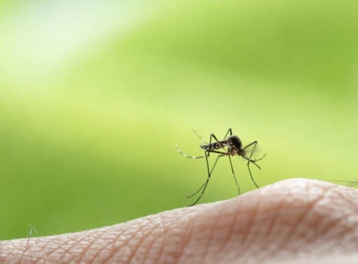 Allarme West Nile