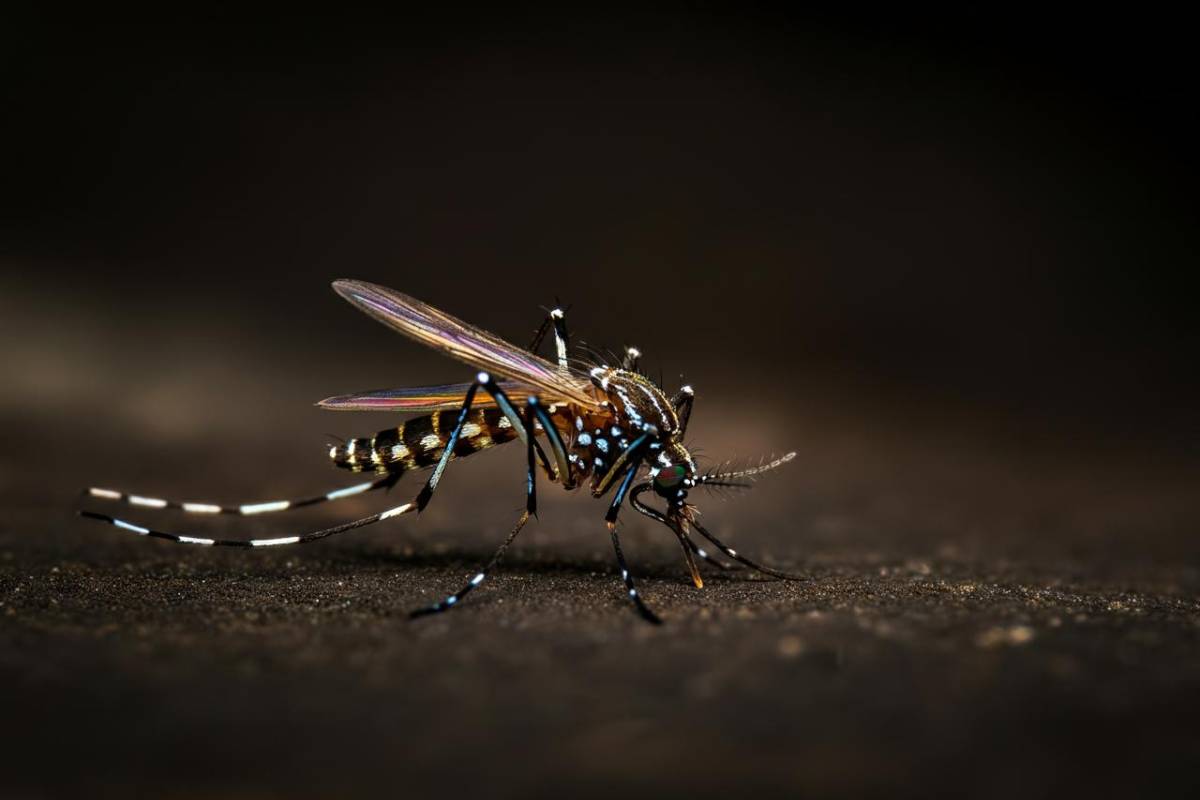 Zanzara, West Nile